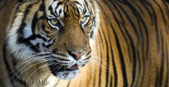 Tiger - Into the Wild